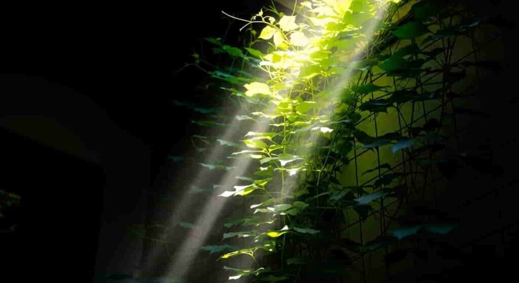 Seeking Sunlight: The Need for Light